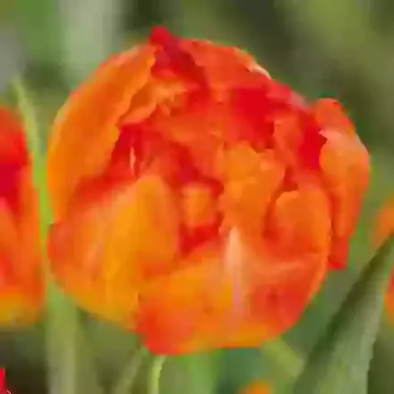 Monte Orange